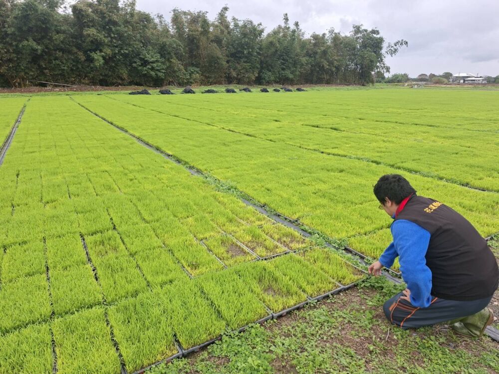 吉安鄉水稻秧苗受寒害 花蓮縣府現勘爭取現金救助 吉安鄉水稻秧苗受寒害 花蓮縣府現勘爭取現金救助
