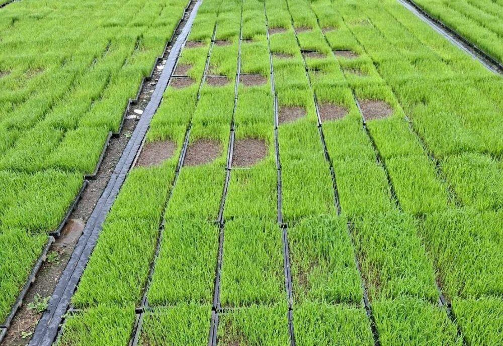 農業部公告吉安水稻秧苗現金救助　花蓮縣府：符資格者受理至3/2止 3