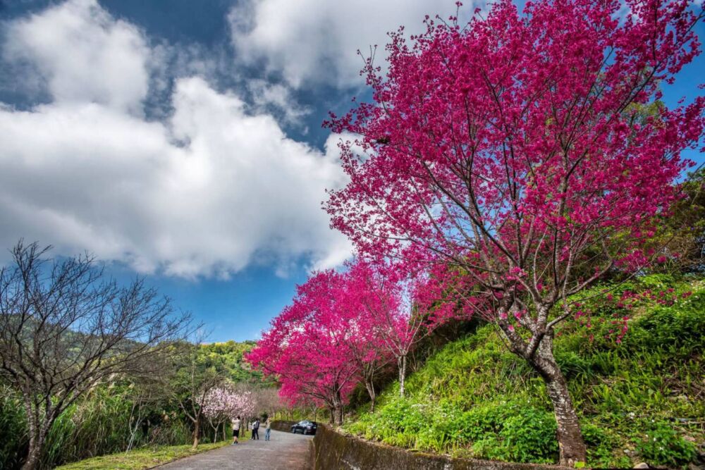 陳俊宇推薦宜蘭走春勝地　北后寺拜廟祈福、燈篙林道賞櫻