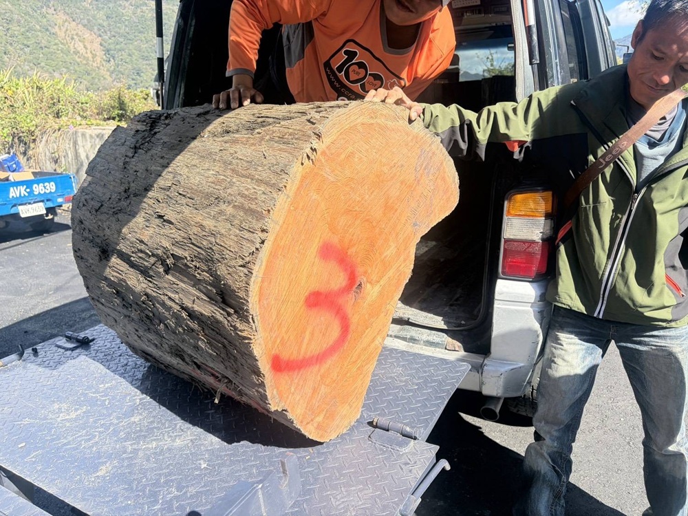 光天化日滿載一級扁柏　南投警山區攔截山老鼠逮3人