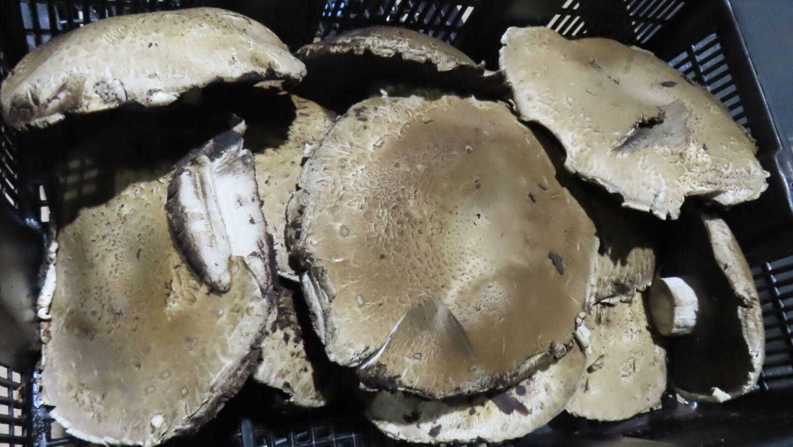 聯馥食品進口「波特菇」出包 近3噸中國「薄荷」驚爆5農藥超標 9