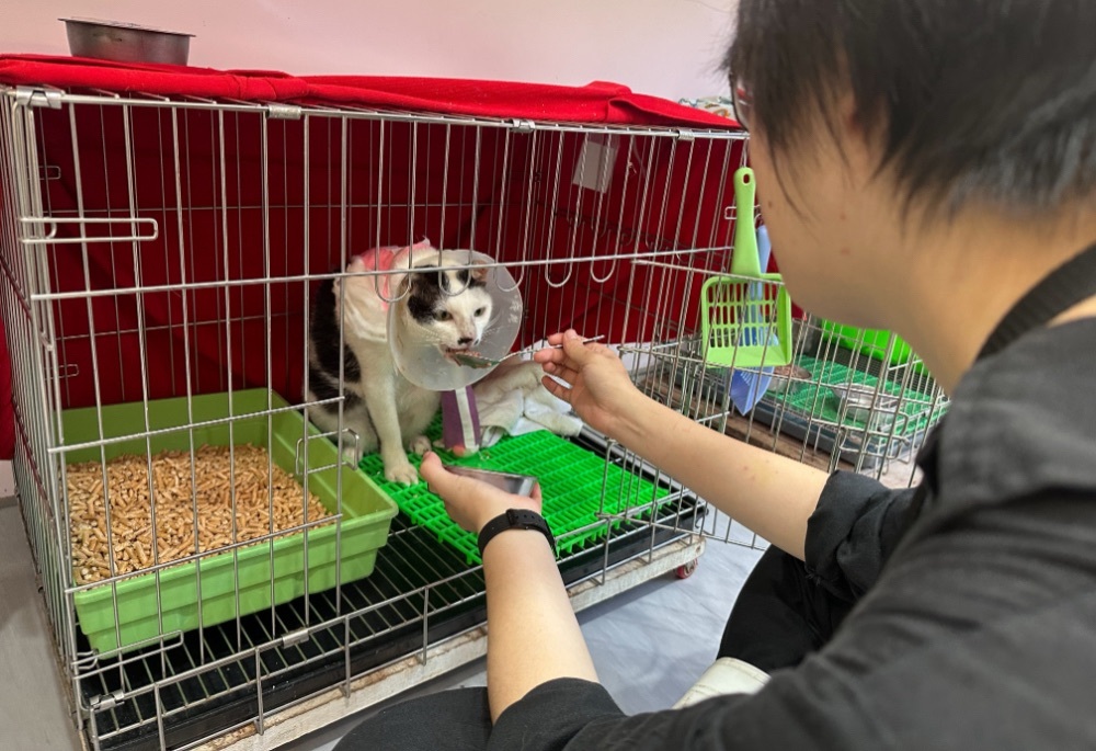 新北動保處跨醫援救浪貓 自體皮瓣移植術助「小五郎」免截肢 18 248260224a08