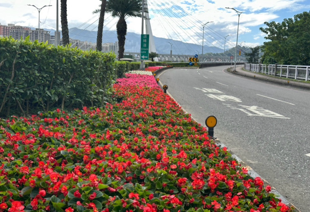 優化重要道路節點　新北市景觀處四季秋海棠妝點路廊
