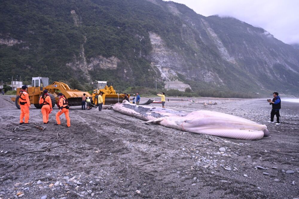 驚見15.4公尺巨鯨遺體飄花蓮外海！　海保署委託專家初步解剖 15