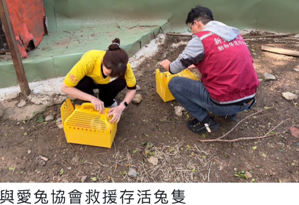 八里餐廳非法展演致大量兔隻死亡　新北動保處：最重可罰200萬