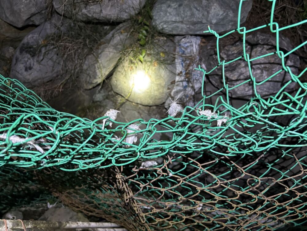 民眾通報部落雞寮遭黑熊入侵　花蓮分署成功誘捕 17