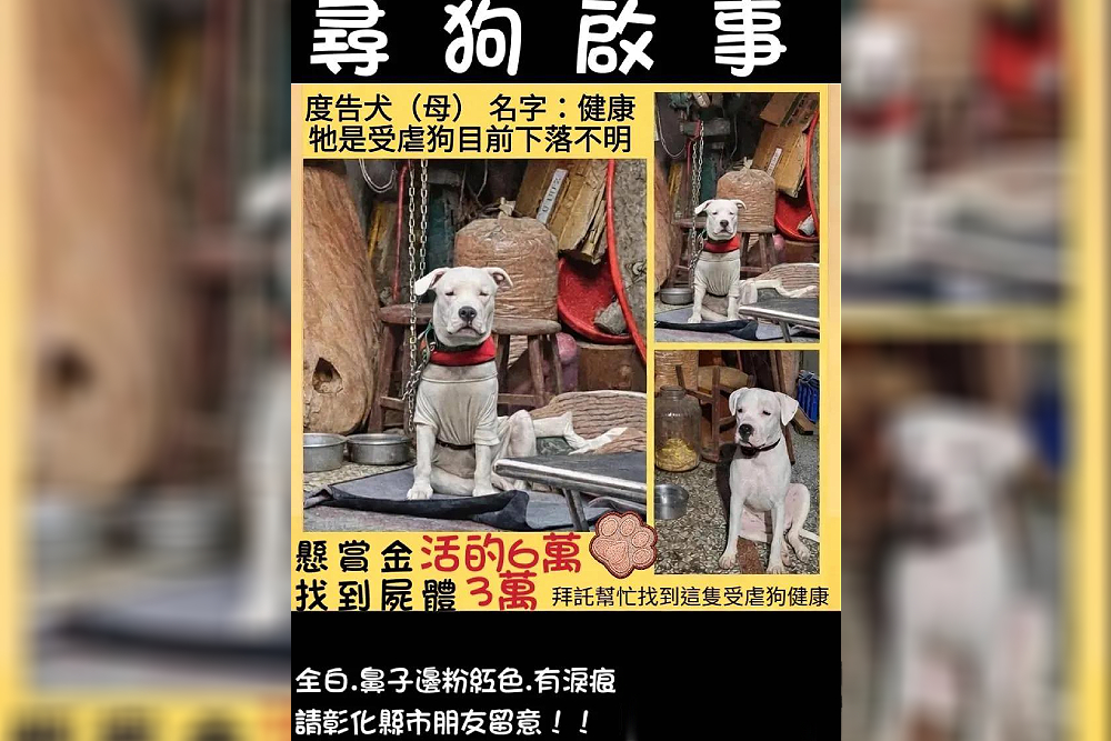 米可白關心「健康」下落　彰化虐狗案飼主先開罰3萬元 23