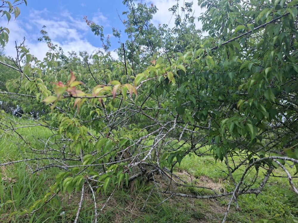 富里鄉梅子降雨不足傳災情　花蓮農業處現勘助爭取現金救助 7