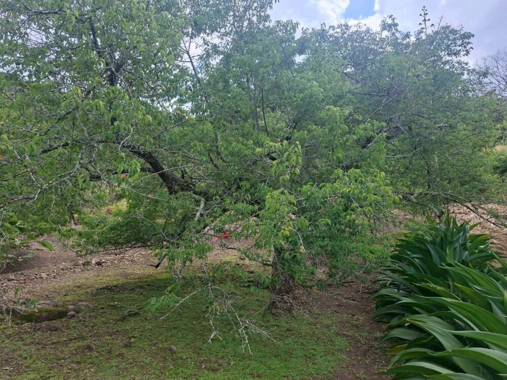 農業部公告富里鄉梅現金救助　徐榛蔚提醒農友4/2前辦理 3