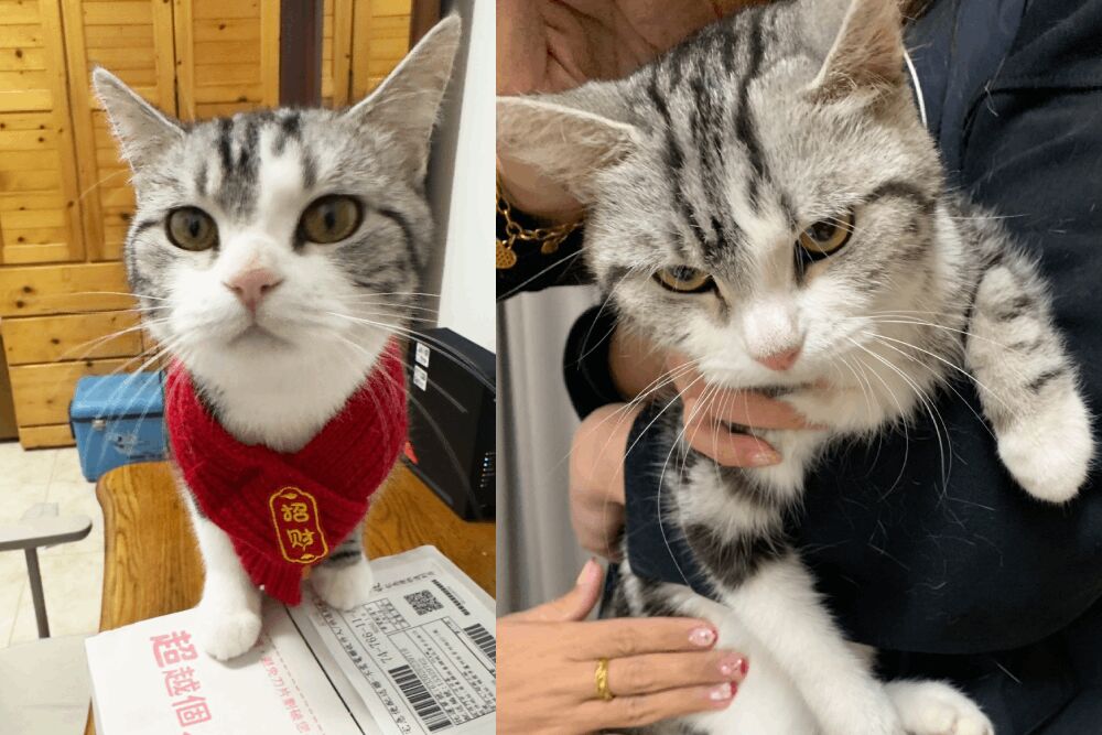 飼主欠租落跑？美國短毛貓險餓死　嘉縣重罰11萬