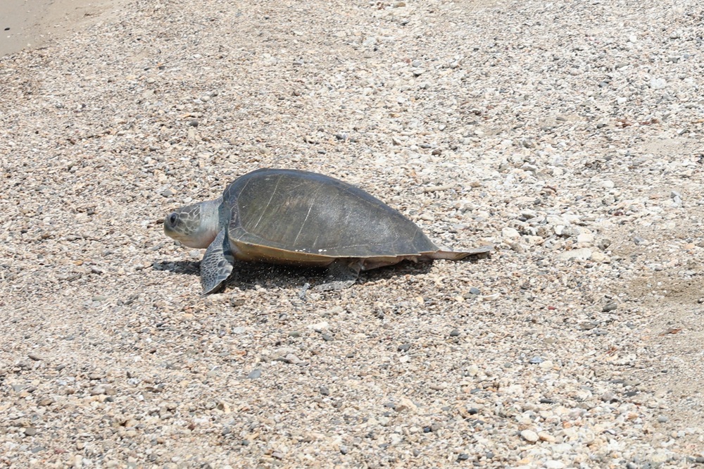 第118隻海龜回家了　海巡署是海洋守護生命的第一道防線