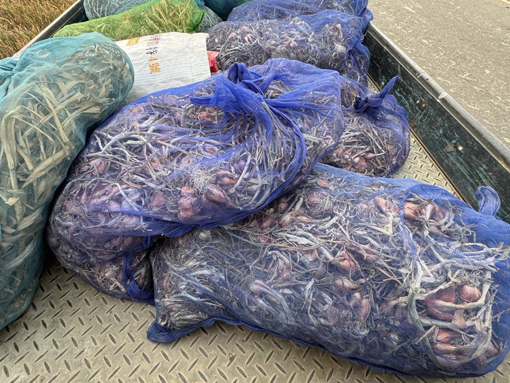 啟動護蒜專案　竊賊敢來就抓警民聯手守護農產品