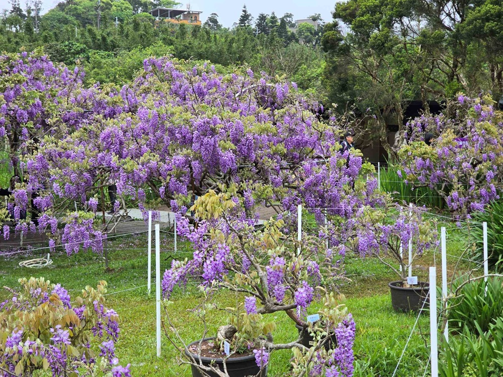 浪漫紫藤花瀑綻放　新北滬尾休閒農業區推賞花食農體驗