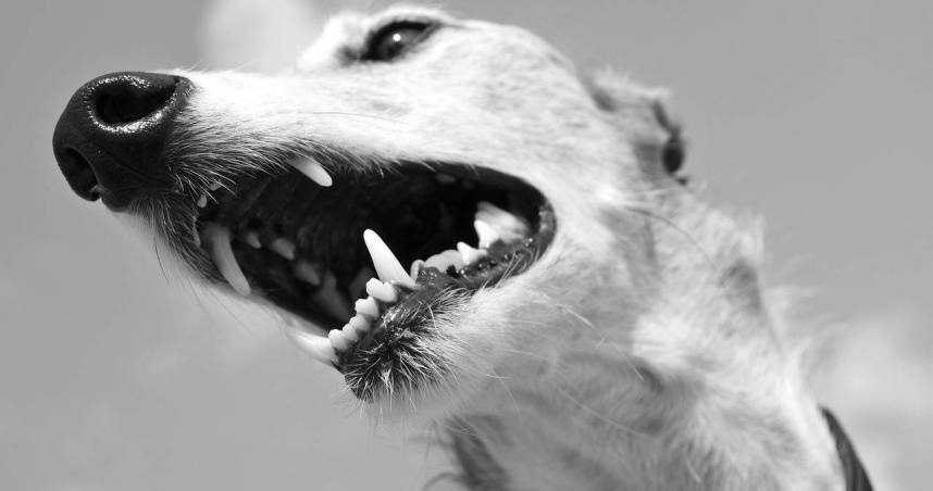 流浪狗咬人3天後暴斃確診狂犬病　婦傷口見血「最高風險」急打疫苗