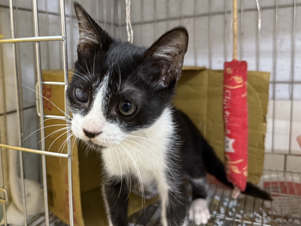 黑白小貓受傷嚴重險瞎眼　新北市動保處治療後助找認養家庭