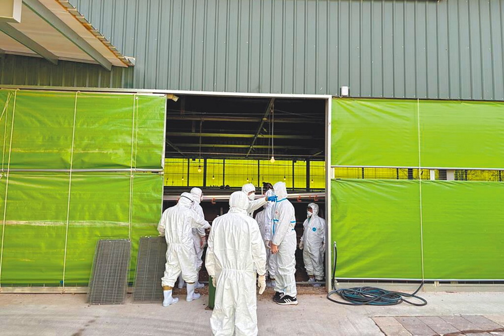 隱瞞禽流感疫情死雞棄大排　牧場主人員工起訴