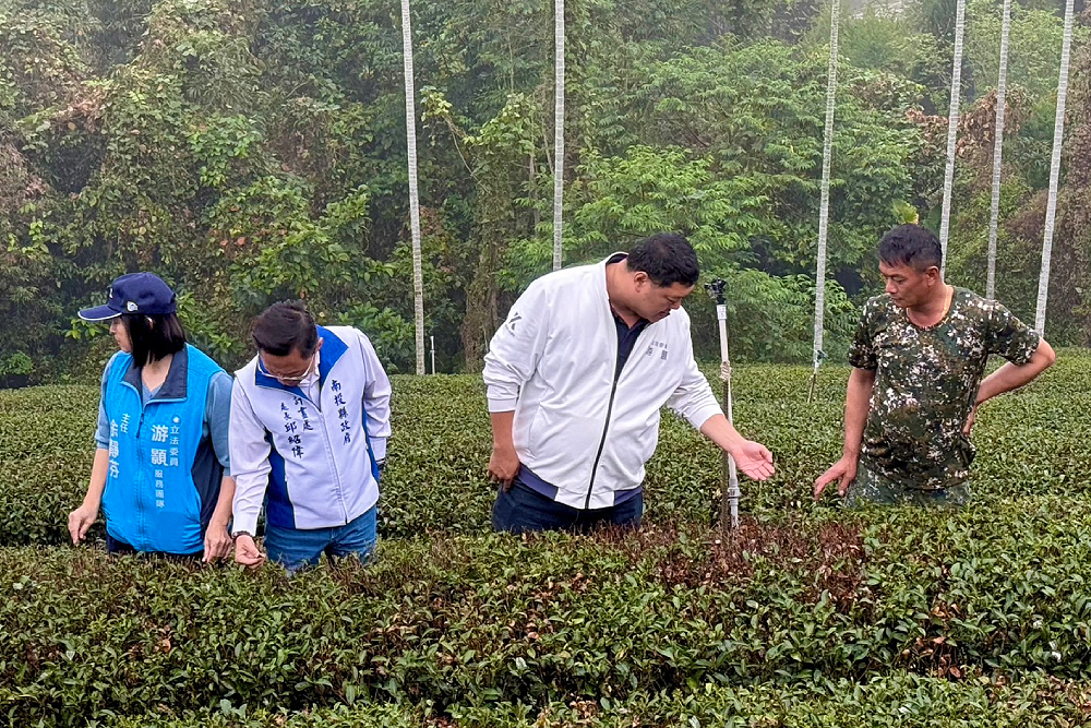 旱害衝擊南投茶產量減半　游顥籲農業部速啟救助免現勘