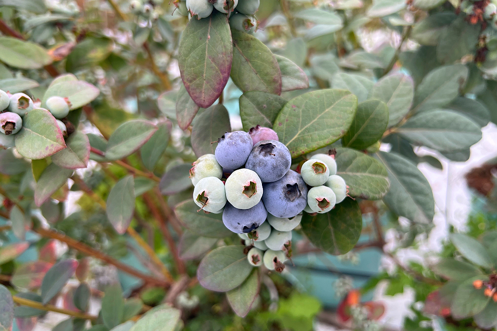 【有影】【17億「藍」海經濟3-1】進口藍莓翻倍逾6000噸　產官學組國產大聯盟拚發展 67