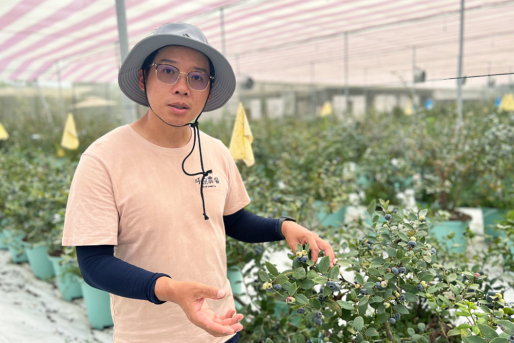 【有影】【17億「藍」海經濟3-3】農業AI詐騙、品種落後　國產藍莓農友盼中央協助 51