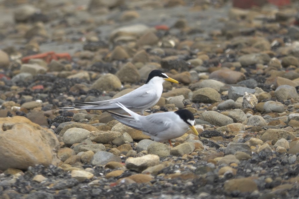 布袋鹽田設立護鳥圍籬　嘉義縣府守護二級保育小燕鷗繁殖棲地 17