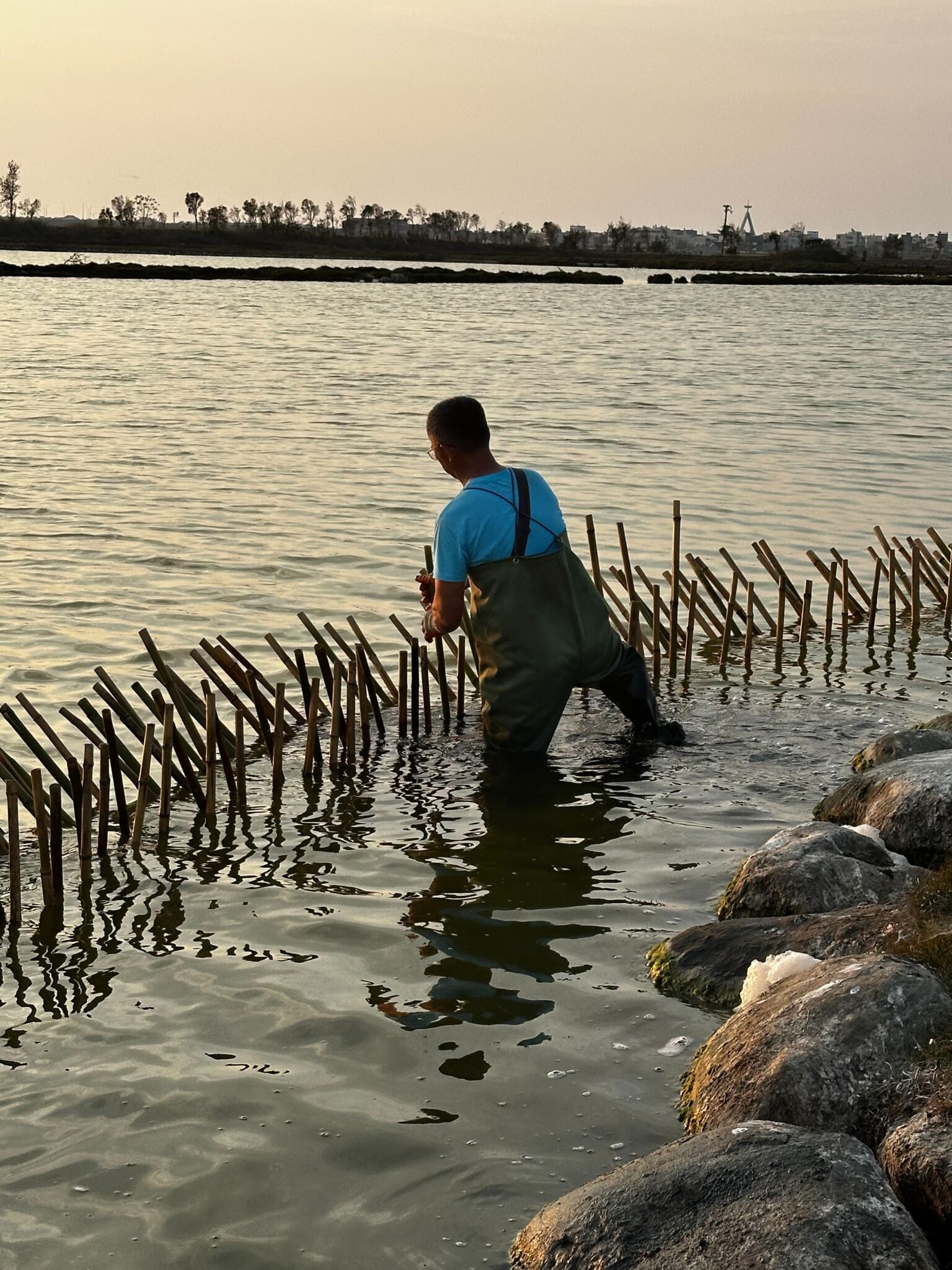 布袋鹽田設立護鳥圍籬　嘉義縣府守護二級保育小燕鷗繁殖棲地 19
