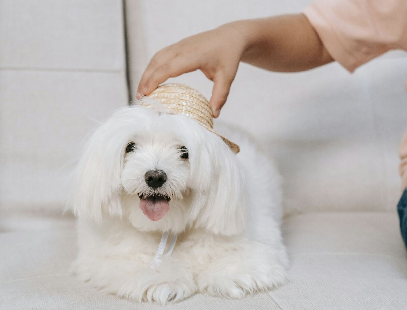 寵物用藥新制爆反彈 衛福部表態：支持701項人藥續供動物用！ 5