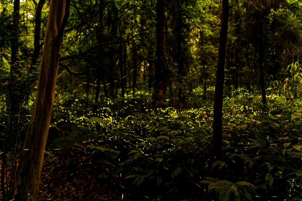 絕美螢河這樣追　新北推46處賞螢秘境全攻略