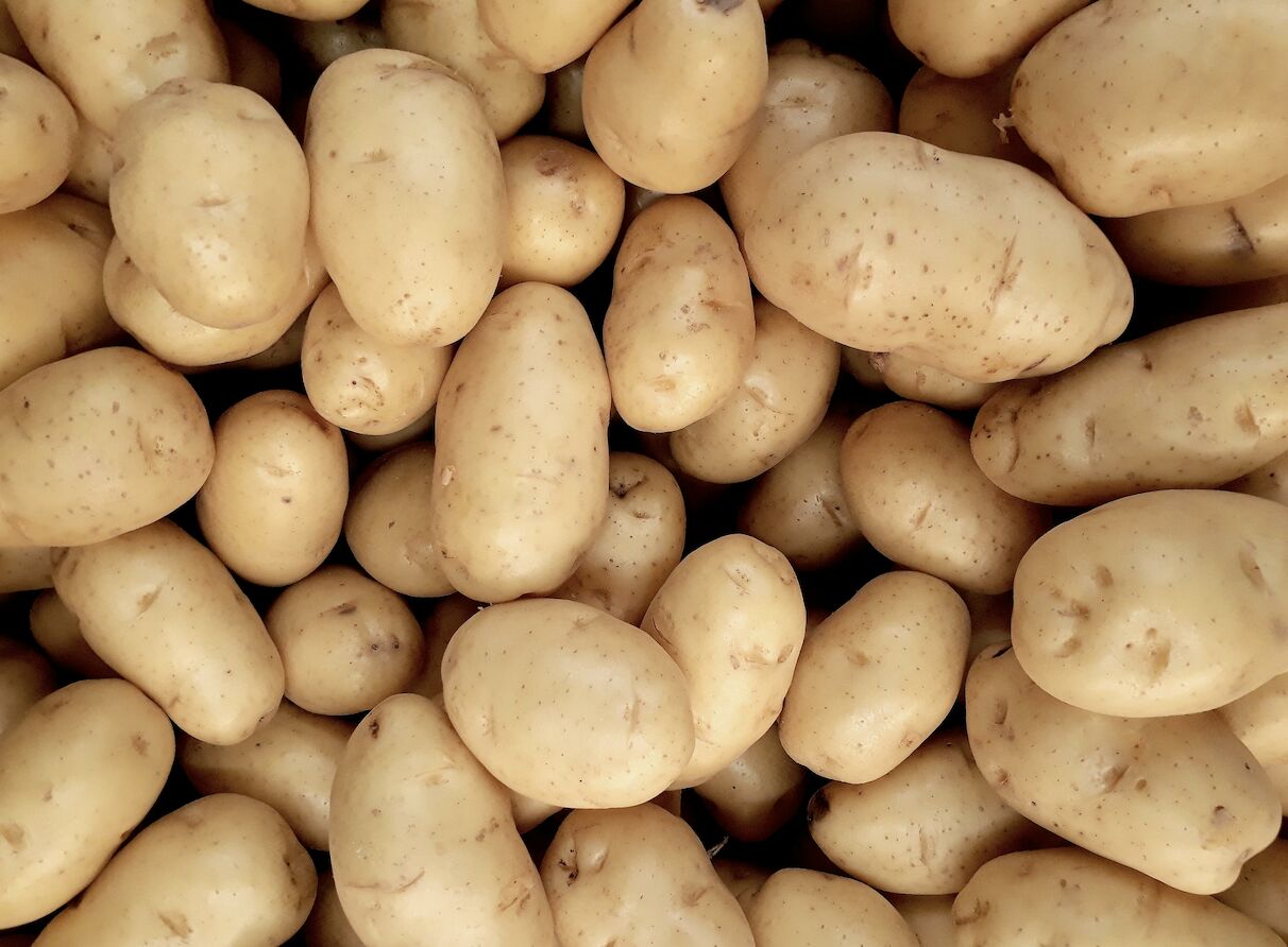 開放美國發芽、腐敗馬鈴薯？ 食藥署澄清：發現就整顆丟棄 3