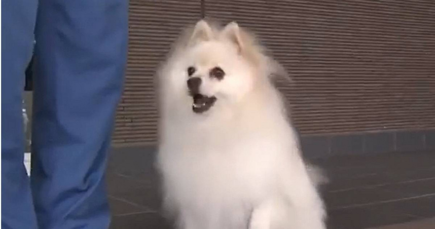 宮崎首隻博美警犬萌到網喊想犯罪　1超強實力輾壓大型犬