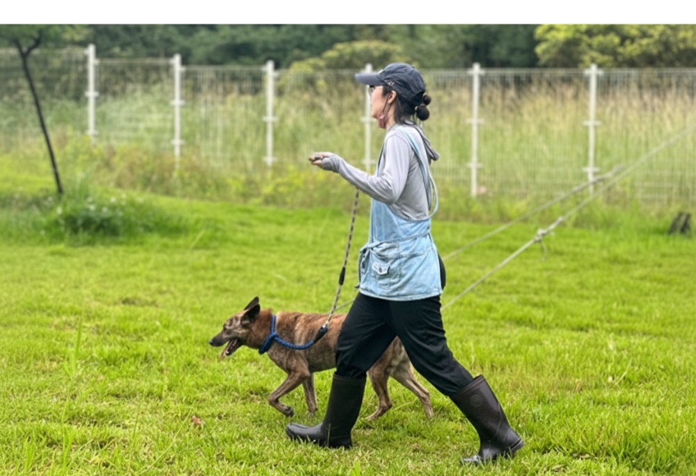 新北瑞芳動物之家軟硬體再升級　動保處公私協力打造友善收容