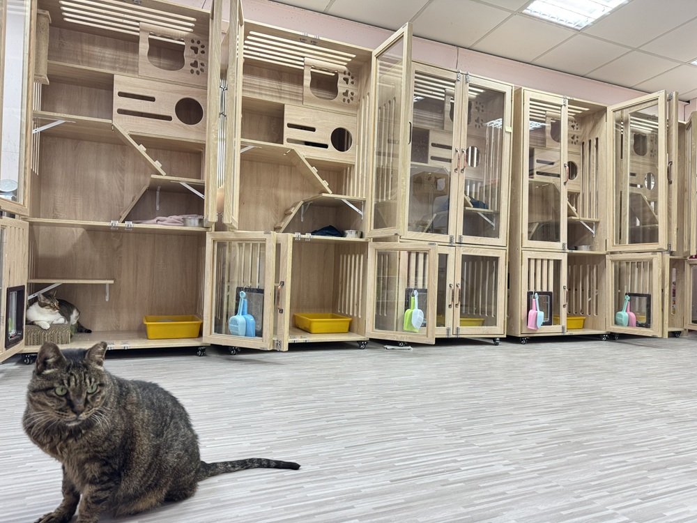 從救援到認養一條龍服務　為流浪毛寶貝開啟幸福之門