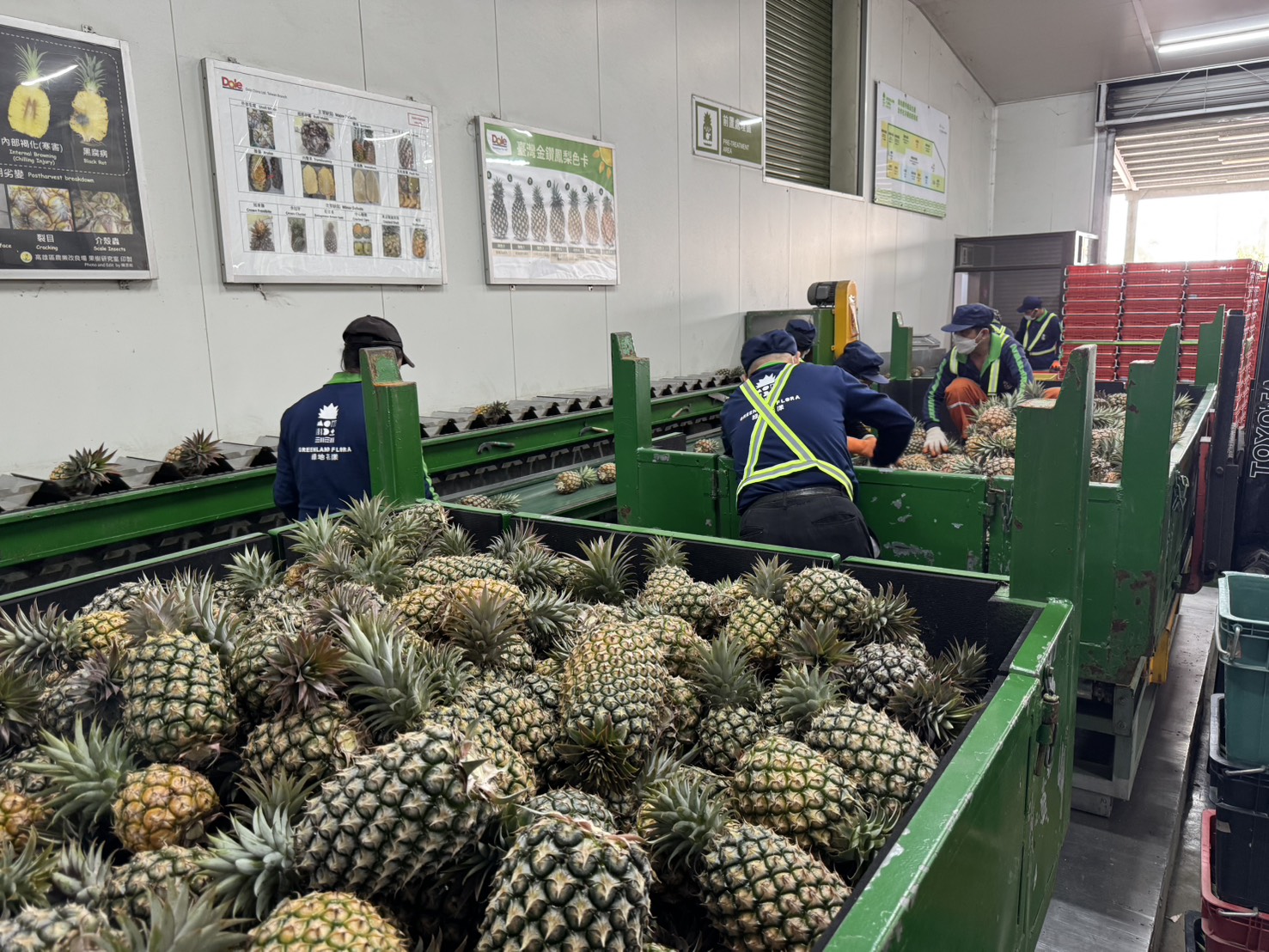 北農2個月衝出35櫃鳳梨　滿足日本「追貨」市場 23