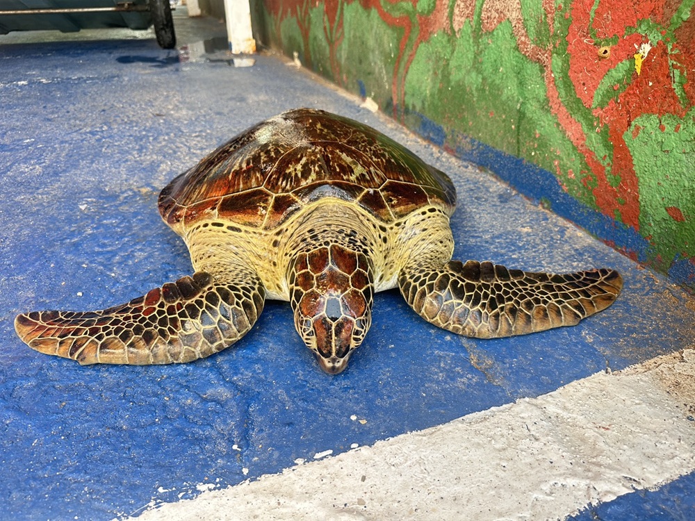 綠蠵龜受困澎湖赤崁岸際　海巡署聯手海保署助重返大海