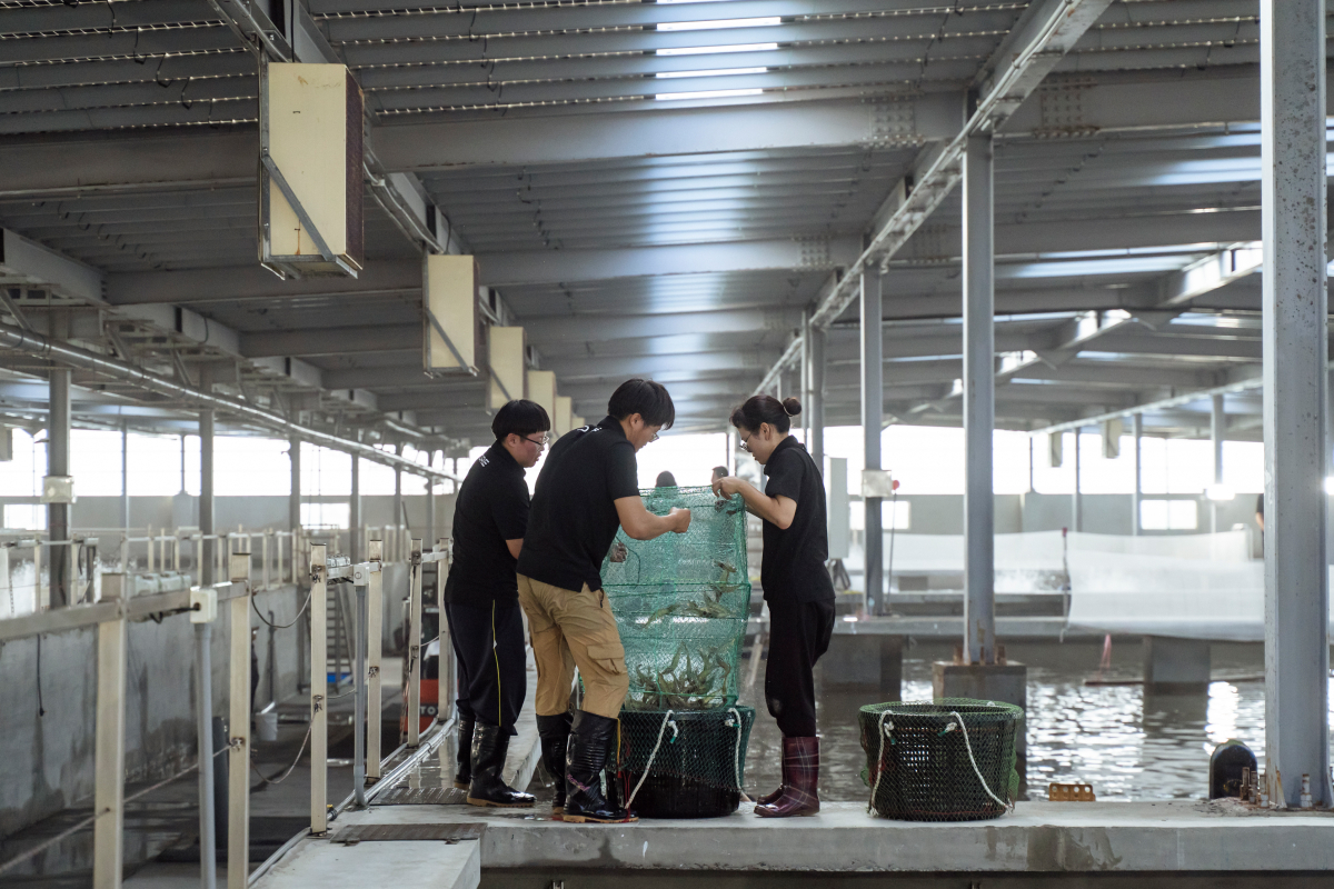 漁電共生邁向成熟　泓德能源吸引國際團隊來台取經