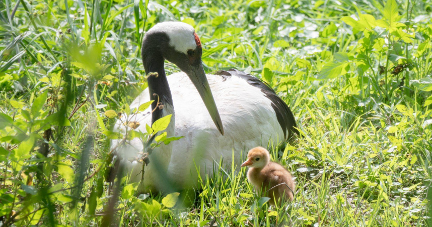 好消息！北市動物園「丹頂鶴雛鳥」成功孵化　園方揭最佳觀察位置