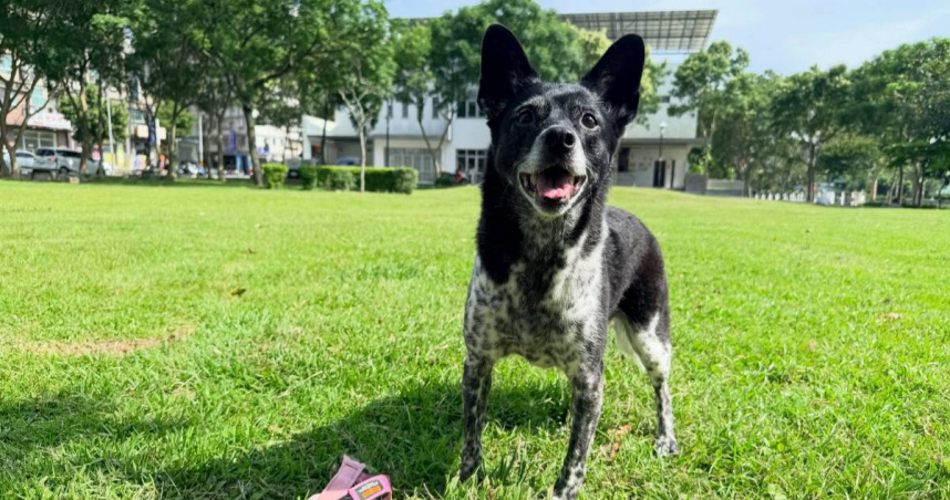 飼主「懸賞50萬」尋愛犬陳美琪　急喊：我真的快瘋掉了