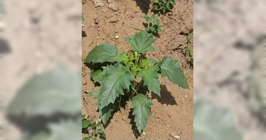 把曼陀羅當菠菜採回家吃　3人中毒送醫！醫曝晚半小時恐沒命