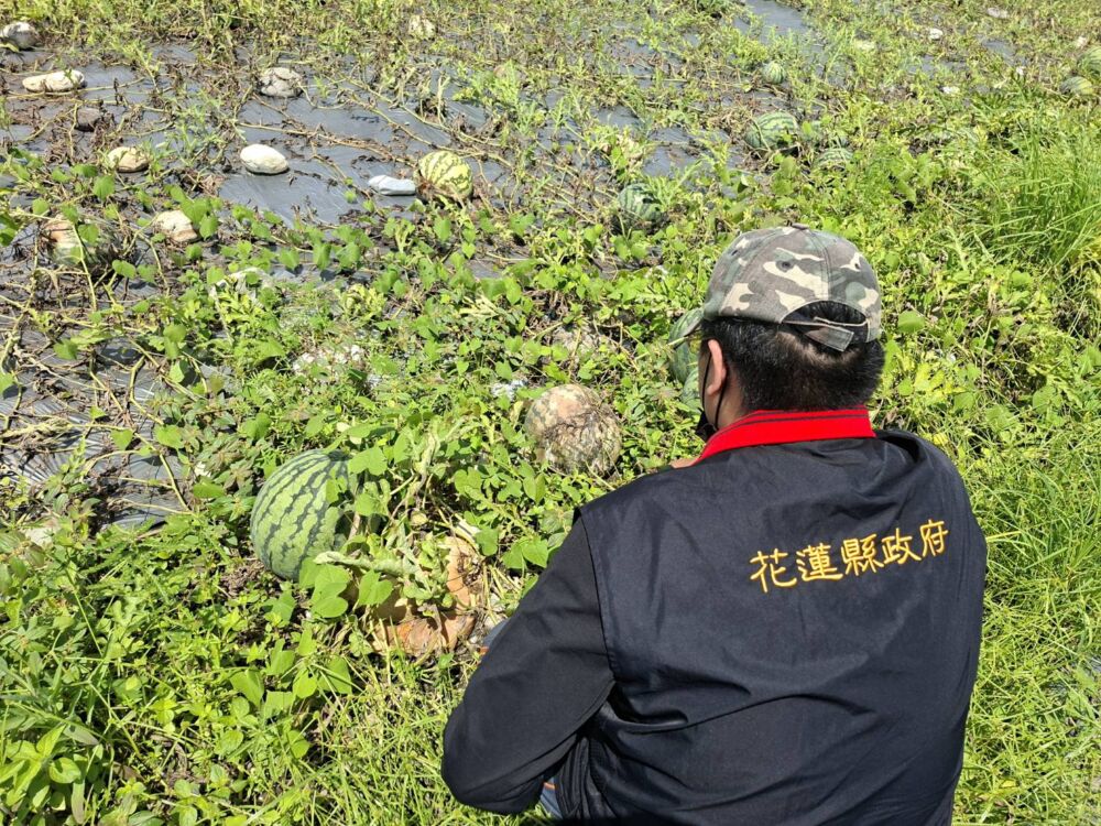 農業部公告鳳林壽豐西瓜災損現金救助　徐榛蔚提醒申請至10/6止