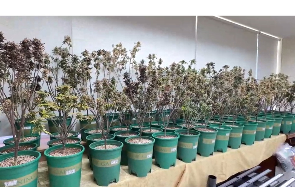 租透天庴種大麻　警破毒品製造工廠查獲82植株