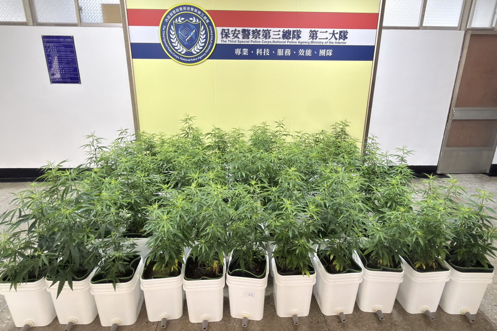 扦插法1株變67株　嘉檢查獲藏透天厝高科技大麻溫室 9