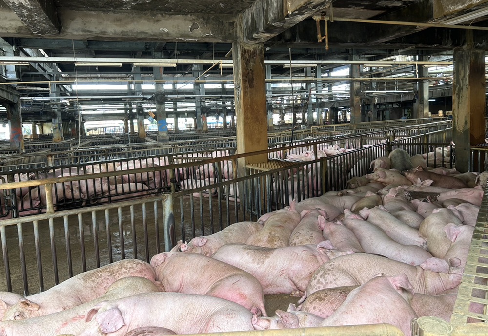 中秋伴手禮防境外肉品　新北動保處提醒恐被罰百萬元