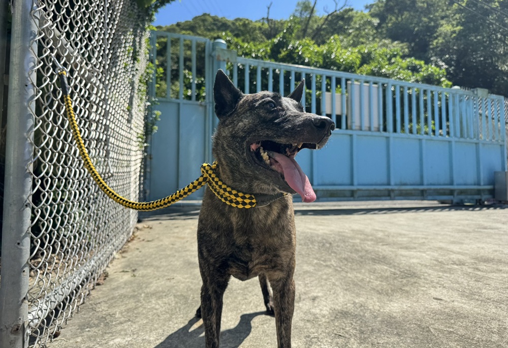 新北市府徵人犬搭檔 培訓收容犬拚當治療犬 6 cnews204261001a05