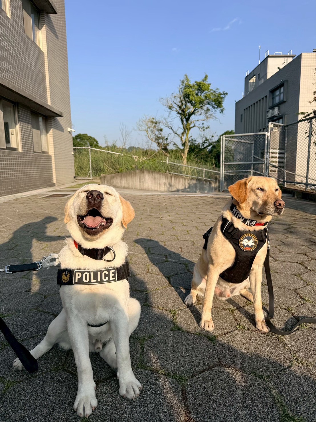 最萌「毛英雄」出任務　緝毒偵爆、災區搜救犬雙十國慶顯神通 29