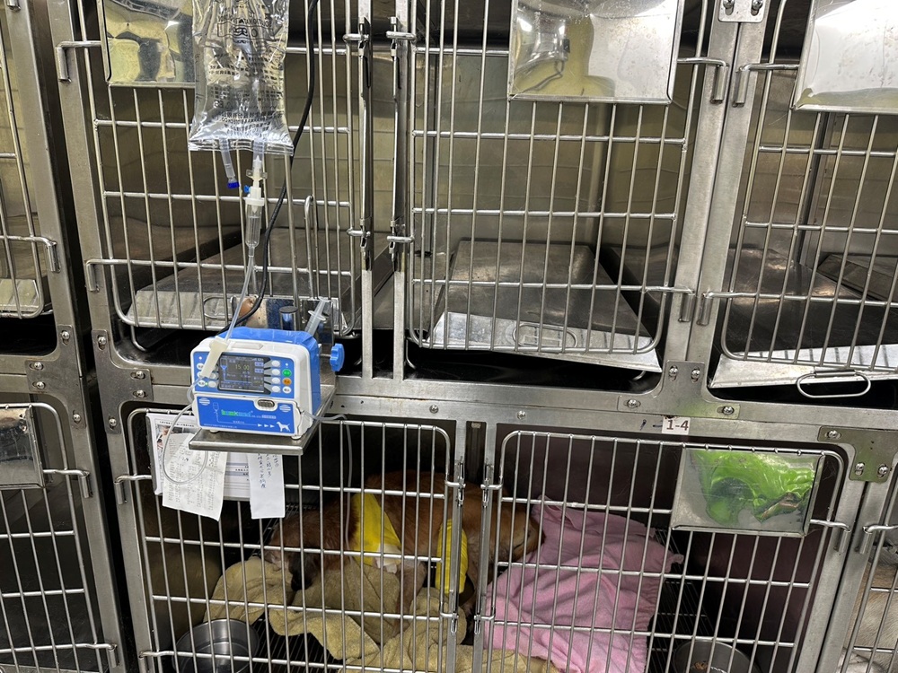 寵物保母到府打點滴　動保處提醒未具獸醫資格最重罰50萬元