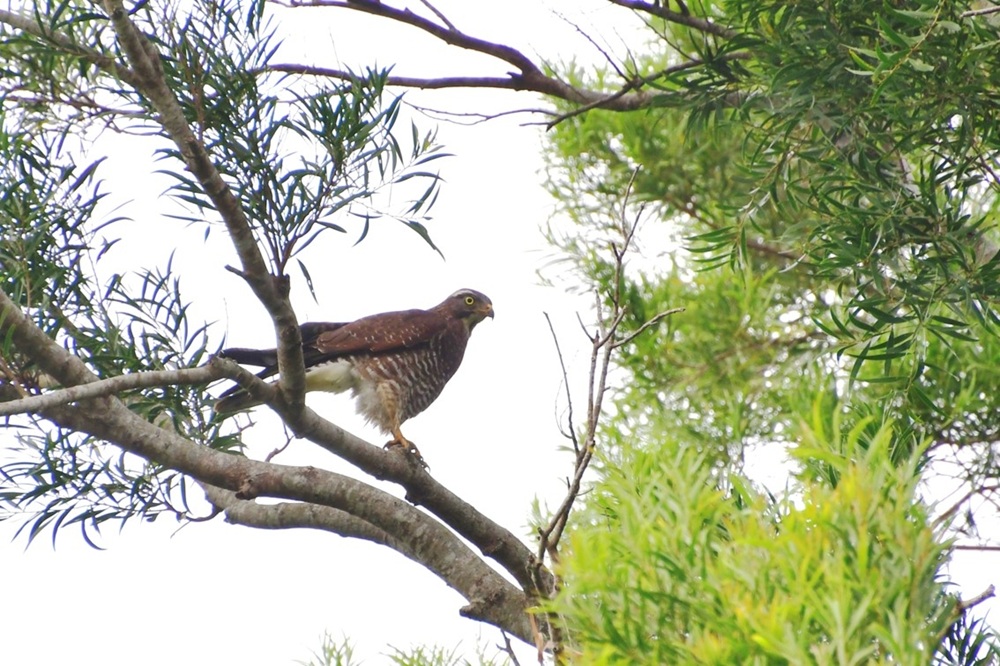 每年10月約定暱稱國慶鳥　灰面鵟鷹現蹤新北田寮洋