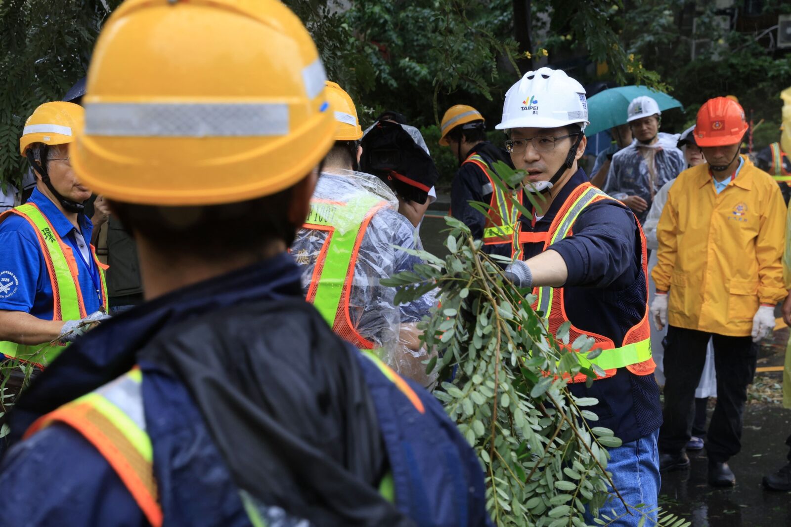 公園處迅速排除倒塌路樹獲肯定　柳采葳曝綠營側翼罵「砍樹」讓基層承受壓力