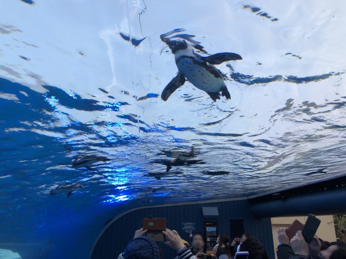 日本夢幻水族館一次蒐集！親子出國必帶懶人包都在這裡 11