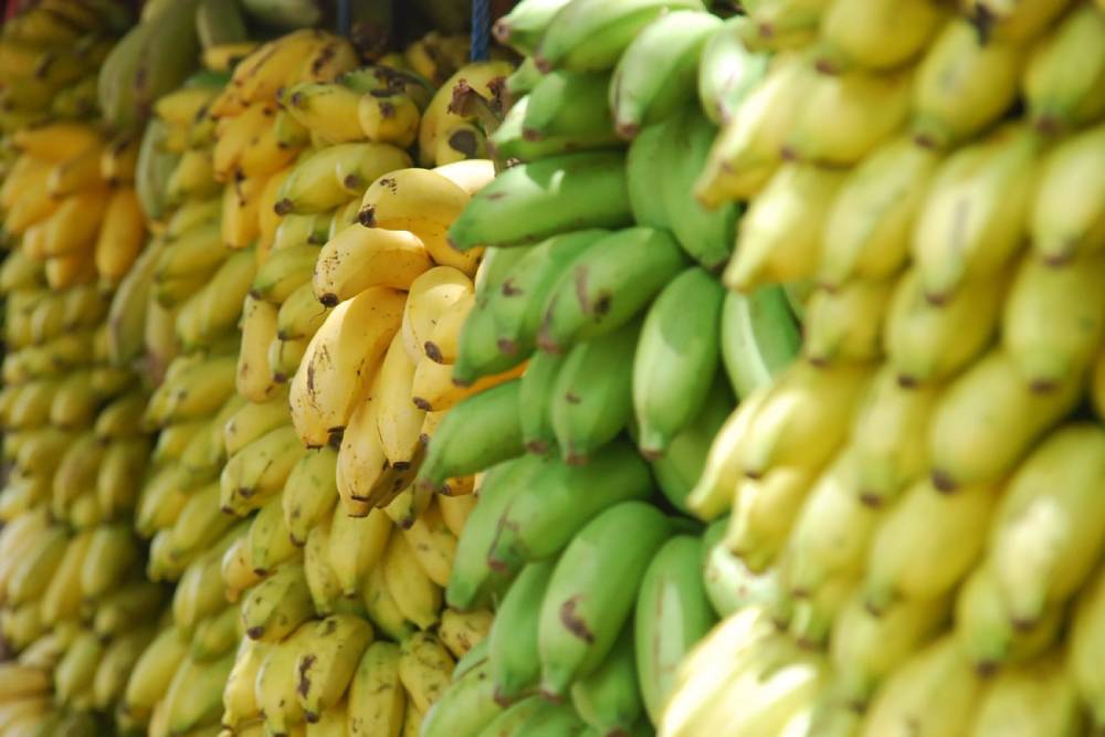 想知道香蕉有沒有壞？人工智慧APP促進智慧農業 免費幫農民做判斷