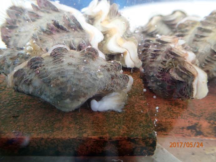 搶救海中寶！澎湖海洋生物研究中心復育硨磲蛤有一套