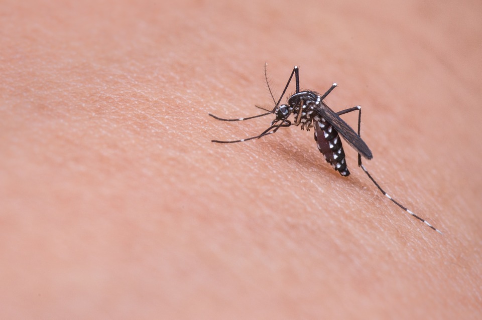 【有影】暑假引爆史上最大「蚊子病」危機！  7月以來移入登革熱飆出新高